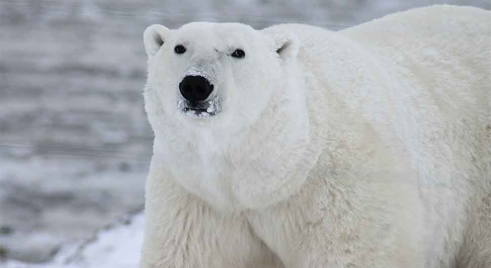 polarni medvjed.jpg
